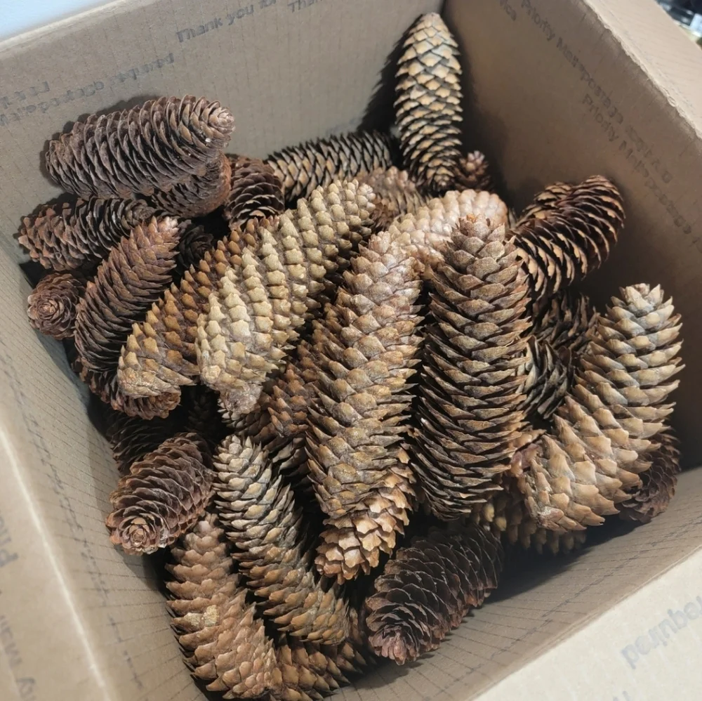 Pine Cones Norway Spruce Lot Of 68 4.5